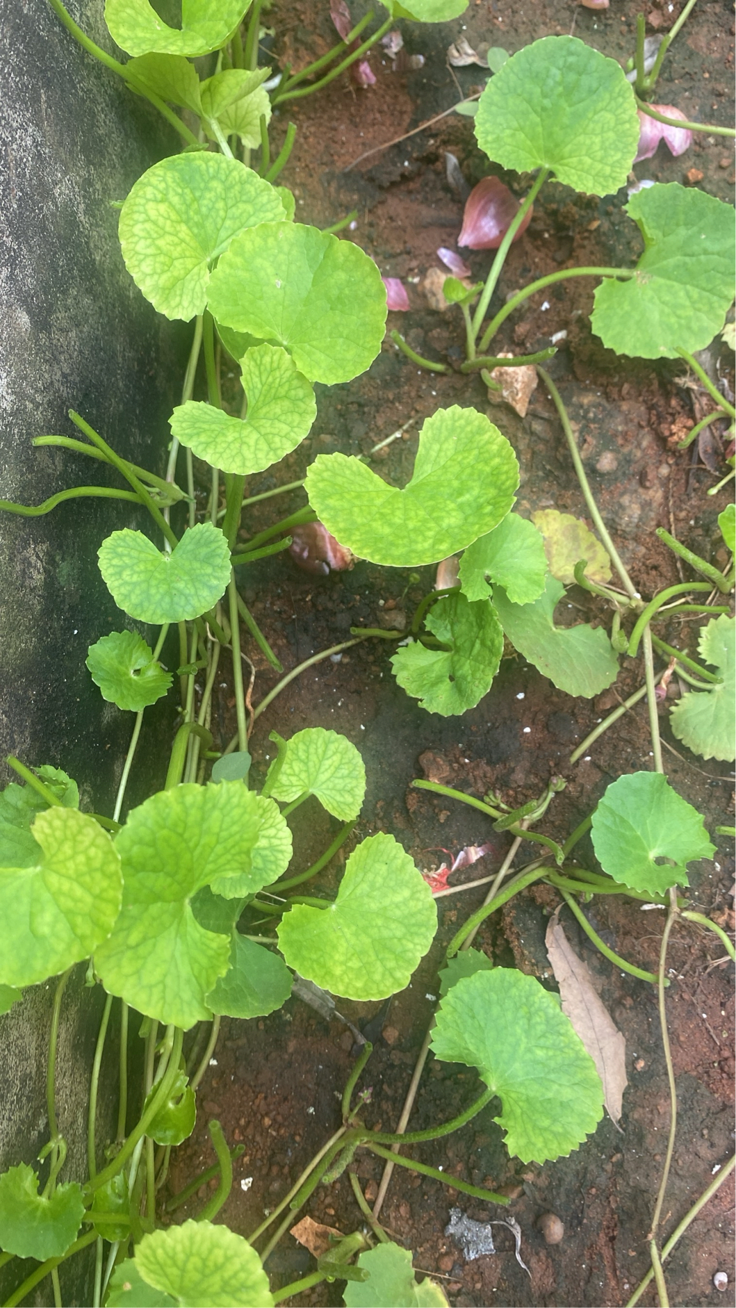 Vallarai Plant | நாட்டு வல்லாரை நாற்று