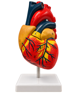 Corazon 3D Modelo