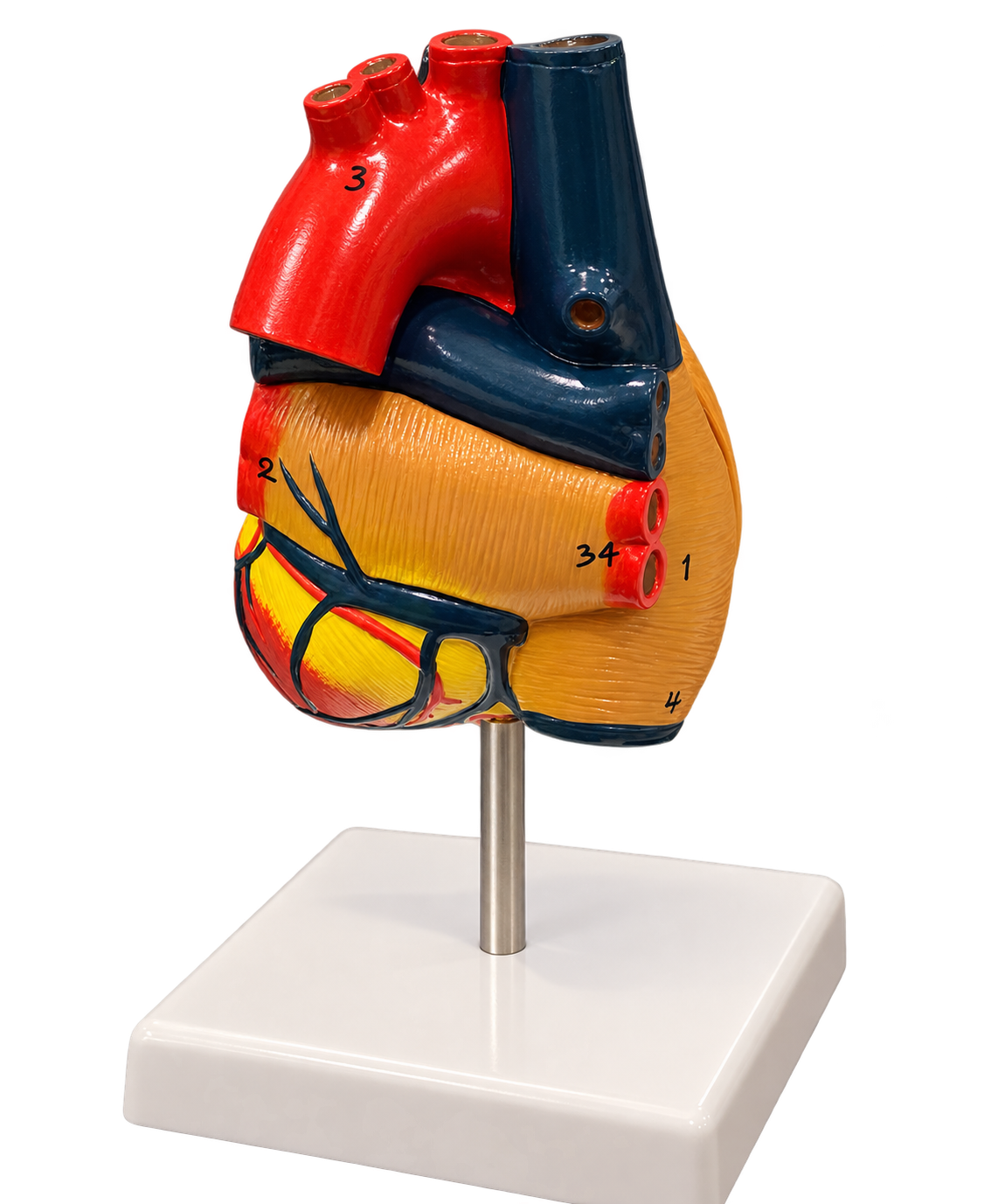 Corazon 3D Modelo