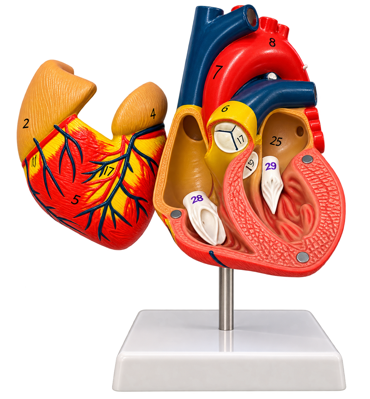 Corazon 3D Modelo
