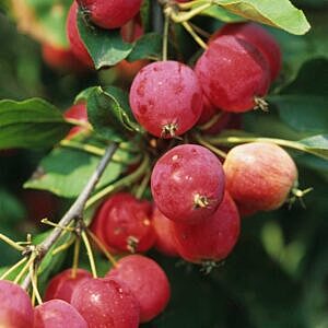 DOLGO CRABAPPLE (MALUS X ‘DOLGO’)