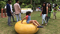 Donut