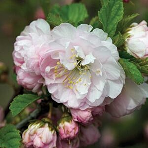 DOUBLE FLOWERING PLUM (PRUNUS TRILOBA ‘MULTIPLEX’)