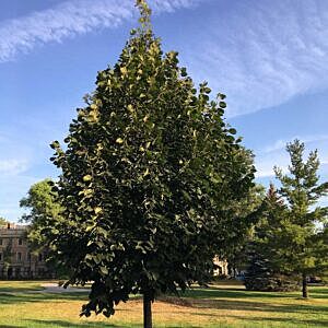 DROPMORE LINDEN (TILIA FLAVESCENS ‘DROPMORE’)