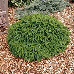 DWARF NORWAY SPRUCE (PICEA ABIES ‘PUMILA’)