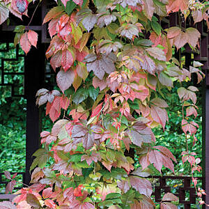 ENGELMAN IVY VINE (PARTH.QUINQ.’ENGLEMANII)