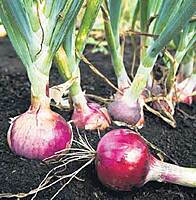 Big Onion | பெல்லாரி வெங்காயம்