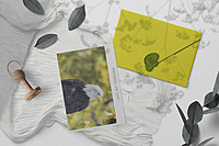 CB Photography American Bald Eagle