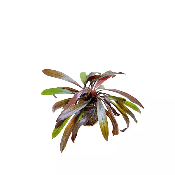 Horemanii Red Sword - Bunch