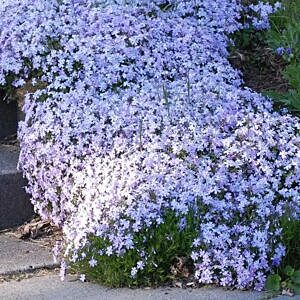 EMERALD BLUE CREEPING PHLOX (PHLOX SUB. ‘EMERALD CUSHION BLUE’)