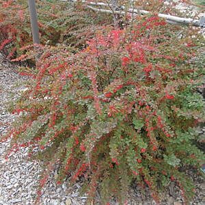 EMERALD CAROUSEL BARBERRY (BERBERIS THUN. ‘TARA’)
