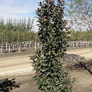 EMERALD SPIRE® COLUMNAR CRAB (MALUS X ADSTRINGENS ‘JEFGREEN ®’)