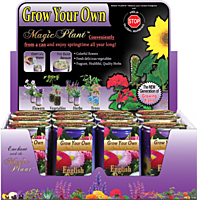 English Daisy Flower Growing Kit
