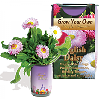 English Daisy Flower Growing Kit