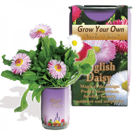 English Daisy Flower Growing Kit
