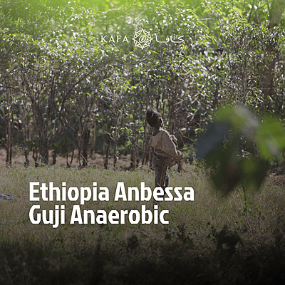 Ethiopia- Anbessa Guji Anerobic (60 KG) - E240442 Ethiopia- Anbessa Guji Anerobic (60 KG) - E240442