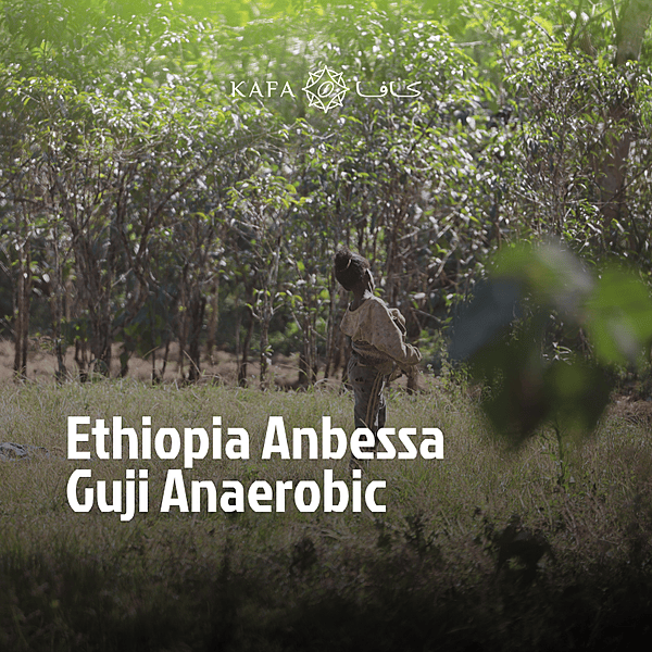 Ethiopia- Anbessa Guji Anerobic (60 KG) - E240442 Ethiopia- Anbessa Guji Anerobic (60 KG) - E240442