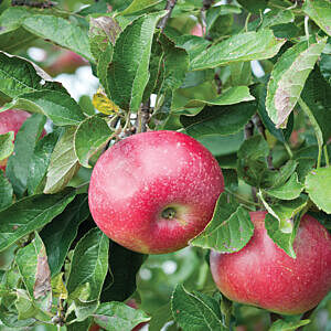 FALL RED APPLE (MALUS X ‘FALL RED’)