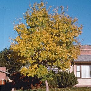 FALLGOLD BLACK ASH (FRAXINUS NIGRA 'FALLGOLD')