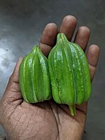 Ladies Finger - Short Paruman ( பச்சை பருமன் குட்டை வெண்டை )