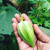 Ladies Finger - Short Paruman ( பச்சை பருமன் குட்டை வெண்டை )