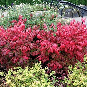 FIRE BALL® BURNING BUSH ( FIRE BALL® BURNING BUSH (