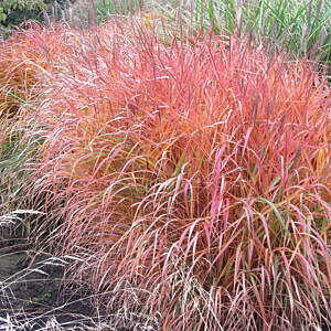 FLAME GRASS (MISCANTHUS SINENSIS VAR. PURPURASCENS)