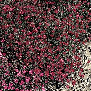 FLASHING LIGHTS DIANTHUS (DIANTHUS DELTOIDES 'FLASHING LIGHTS')