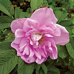 FOXI PAVEMENT ROSE (ROSA RUGOSA 'FOXI PAVEMENT')