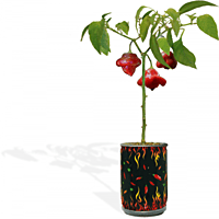 Trio Box Peppers Growing Kit