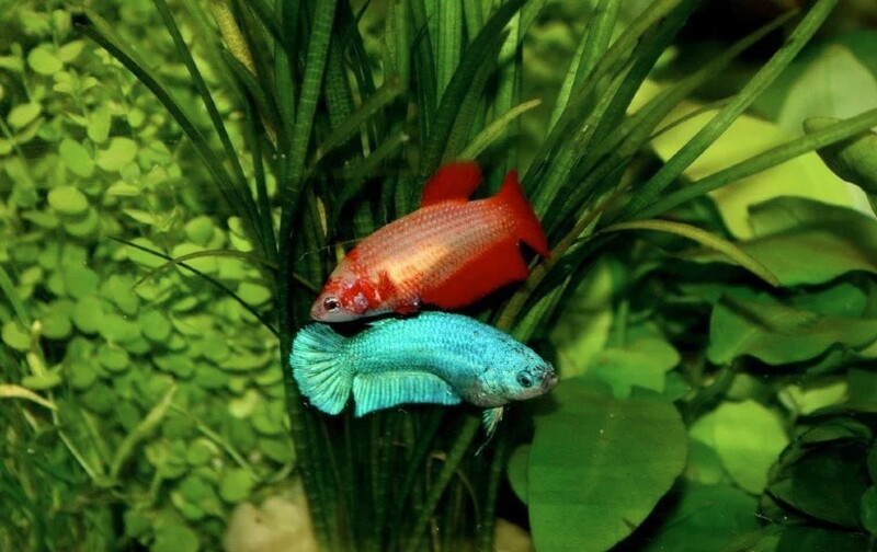 Female Betta