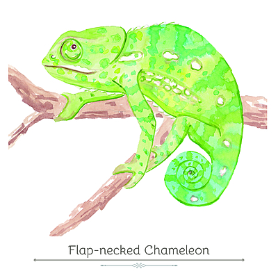 Flap-necked Chameleon Product Display Card