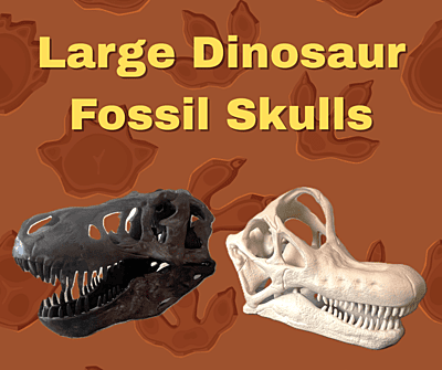 Fossil Skull (Large) Fossil Skull (Large)