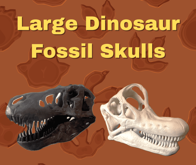 Fossil Skull (Large) Fossil Skull (Large)