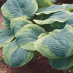 FRANCES WILLIAMS HOSTA (HOSTA SIEBOLDIANA 'FRANCES WILLIAMS')