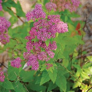 FROEBELII SPIREA (SPIRAEA JAPONICA FROEBELII)