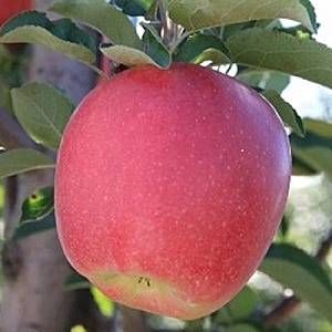 Ambrosia Apple