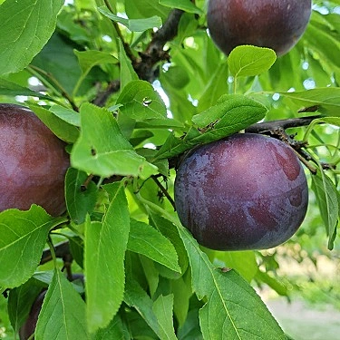 Black Ice Mustang Plum