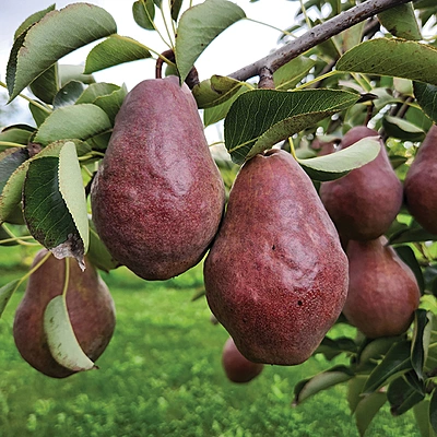 Bartlett Max Red Pear