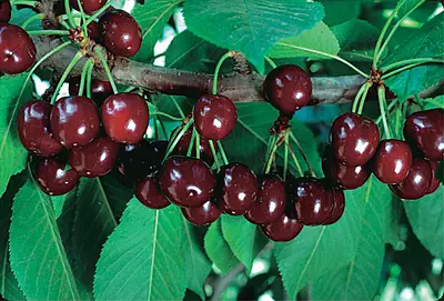 Cupid Shrub Cherry