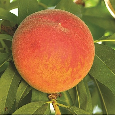Frost Peach
