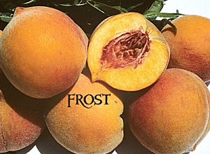 Frost Peach