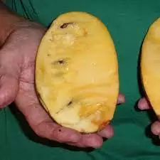 PA Golden Pawpaw