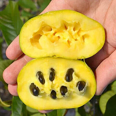 Sunflower Pawpaw