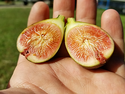 Chicago Hardy Fig