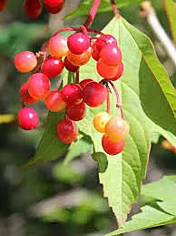 Redwing Highbush Cranberry