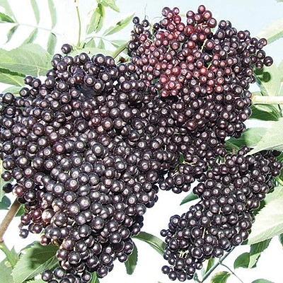 Bob Gordon Elderberry