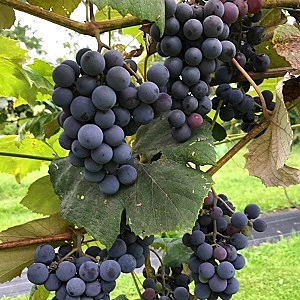 Concord Grapes