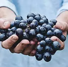 Concord Grapes