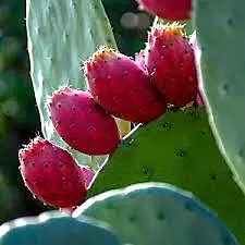 Smooth Prickly Pear Cactus